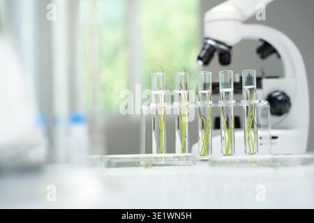 Environmental science, scientists examining plant genetics in test tubes, laboratory testing, laboratory experiments on green plants, testing for chem Stock Photo