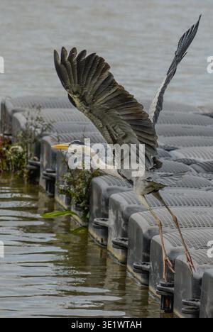 Grey heron in flight. Photographed in the western part of Singapore. Stock Photo