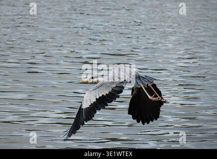 Grey heron in flight. Photographed in the western part of Singapore. Stock Photo