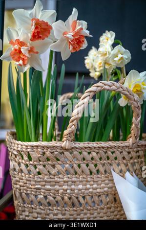 Yellow daffodil flower blooming inside a basket made from natural wood materials. Concept of eco-friendly floral design, artisanal Easter decoration, Stock Photo