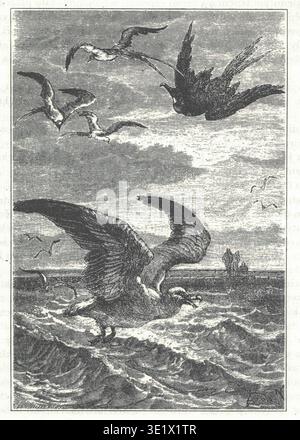 A diving sea bird. Etching Stock Photo - Alamy