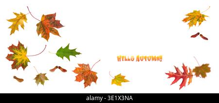 Autumn fall banner with falling maple and oak leaves. Flying colorful leaves isolated on white background with text Hello Autumn. Stock Photo
