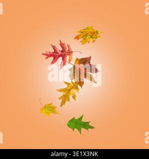 Autumn fall card with falling maple and oak leaves. Flying colorful autumn leaves isolated on light orange background. Hello Autumn image. Stock Photo
