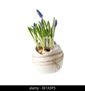 Blue muscari bulbs and flowers in ceramic white pot isolated on white background. Ceramic pot in egg shape with spring flowers as easter decoration. Stock Photo