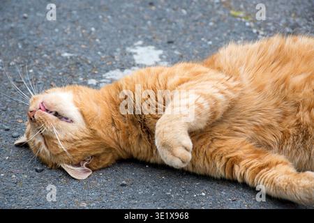 A relaxed, sleeping reddish cat with a tabby coat pattern, outdoors Stock Photo