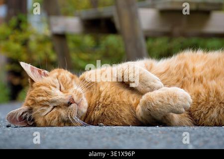 A relaxed, sleeping reddish cat with a tabby coat pattern, outdoors Stock Photo