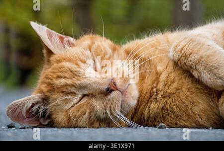 A relaxed, sleeping reddish cat with a tabby coat pattern, outdoors Stock Photo