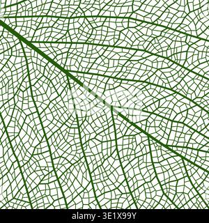 Green leaf vein texture or plant cell closeup background, vector pattern. Leaf vein texture with realistic macro structure details of tree or plant leaf skeleton with abstract organic cells of foliage Stock Vector