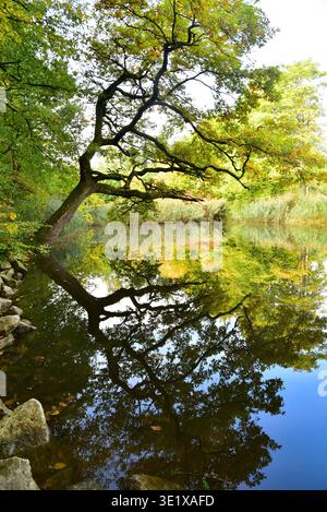 Pond at the edge of an autumnally colorful forest, Bavaria, Germany, Europe Stock Photo