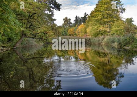 Pond at the edge of an autumnally colorful forest, Bavaria, Germany, Europe Stock Photo