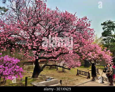 SEOUL SOUTH KOREA - MARCH 27 2024: Wide view of vibrant red plum blossoms (Hongmaehwa) in full bloom during spring season at Changdeokgung Palace a UN Stock Photo