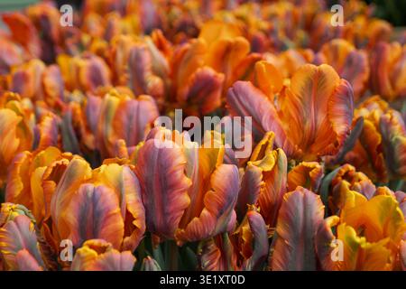 Side view of vibrant parrot tulips in full bloom, displaying a rich blend of orange, yellow and purples tones, in a dense, edge to edge composition. Stock Photo
