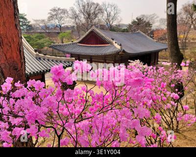 SEOUL SOUTH KOREA - MARCH 27 2024: The historic *Tongmyeongjeon* hall framed by blooming pink azaleas in early spring. Stock Photo