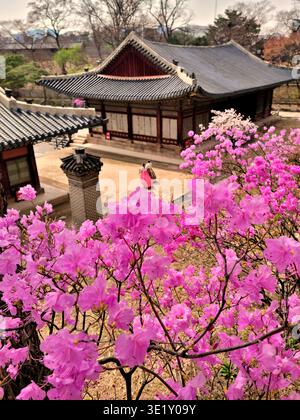 SEOUL SOUTH KOREA - MARCH 27 2024: A scenic view of *Tongmyeongjeon* and *Yanghwadang* halls with vibrant azalea flowers in the foreground. Stock Photo