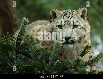 A majestic snow leopard rests quietly among dense green foliage, its powerful yet graceful body partially hidden by pine branches in the foreground... Stock Photo