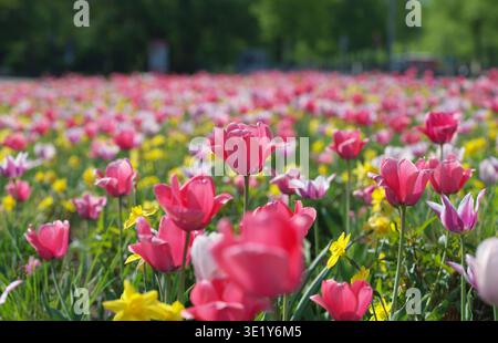Endless field of blooming tulips and narcissus (daffodils) in bright sunlight. Colorful spring meadow with red, pink tulips and classic yellow daffodi Stock Photo