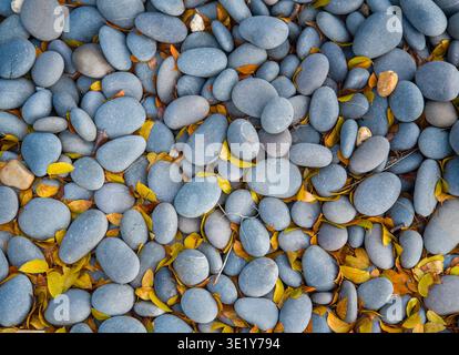 Overhead view of a decorative bed made of smooth grey pebbles mixed with yellow and orange autumn leaves in a garden. Stock Photo