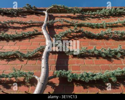 Cedrus atlantica 'Glauca Pendula' Blue Atlas Cedar Ornamental Tree,in perspective against red brick garden wall,  blue spring sky behind Surrey UK Stock Photo