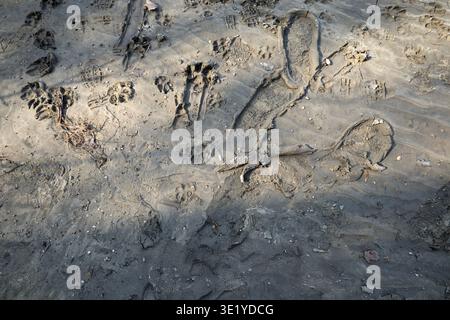 Footprints and dog paw prints in the mud on a riverbank Stock Photo