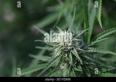 CBD hemp plant with flowering cannabis bud, close-up in natural outdoor light, Oregon, USA. Stock Photo