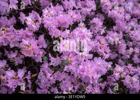 Pink Rhododendron Praecox grex flowering in Spring in Edinburgh, Scotland, UK. Stock Photo