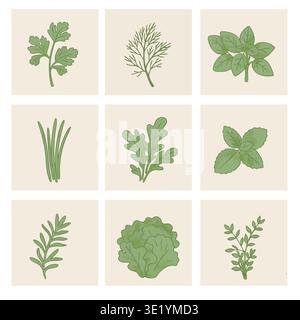 Salad vegetables and herbs illustration set with cabbage, dill, onion and parsley Stock Vector