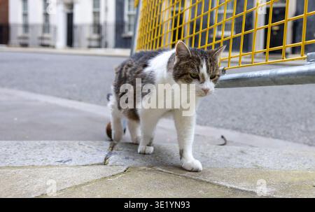 London, UK. 17th Mar, 2026. Larry the Cat on the prowl in Downing Street Credit: Mark Thomas/Alamy Live News Stock Photo