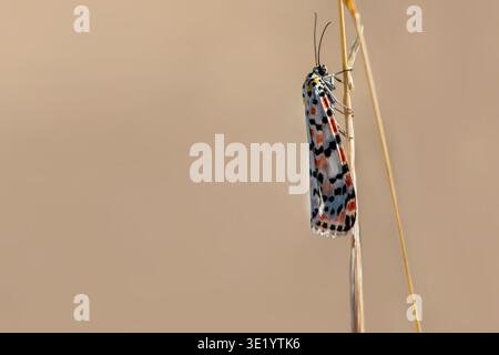 Crimson speckled footman moth (Coscinia cribraria) macro isolated on dry plant, orange, black and white insect, soft nature background, copy space. Stock Photo