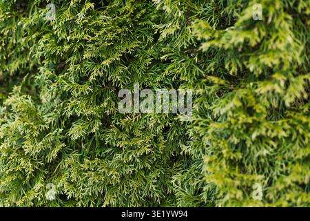 Green thuja branches close up forming natural evergreen background. Fresh conifer foliage texture in garden, vibrant nature pattern with dense leaves Stock Photo