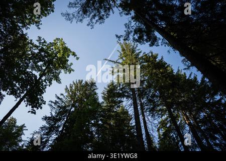 Airplane contrail in blue sky above forest trees Stock Photo
