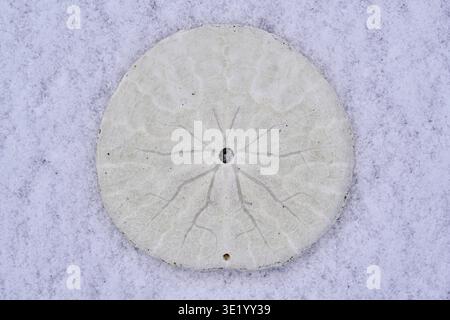 Macro shot of a sand dollar showing the detail of it Stock Photo
