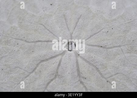 Macro shot of a sand dollar showing the detail of it Stock Photo