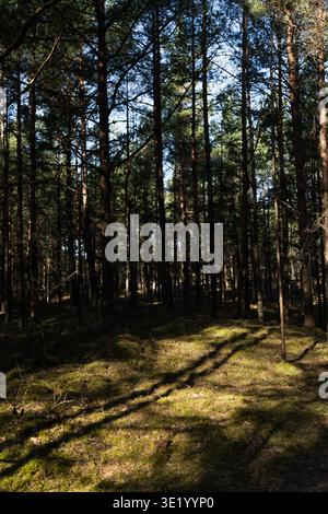 Tall trees in Latvian pine woodland with open ground cover, peaceful spring nature scene for hiking, wellness travel and habitat themes Stock Photo