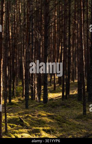 Dense Latvian pine forest with green moss carpet and tall tree stems, natural spring scenery for wellness travel and biodiversity concepts Stock Photo