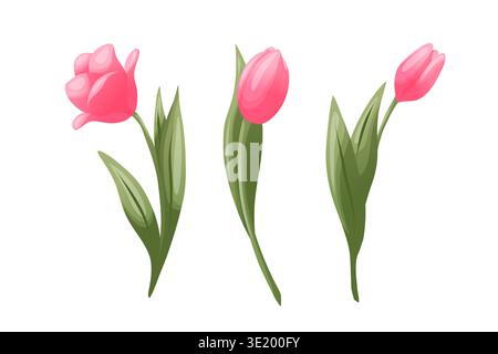 A set of three pink tulips with green leaves. Vector illustration. Spring flowers for greeting cards, invitations, packaging design, seasonal branding Stock Vector