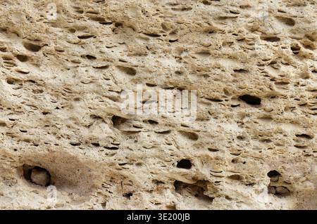 A rock with many holes in it. The holes are small and scattered. The rock is tan in color Stock Photo
