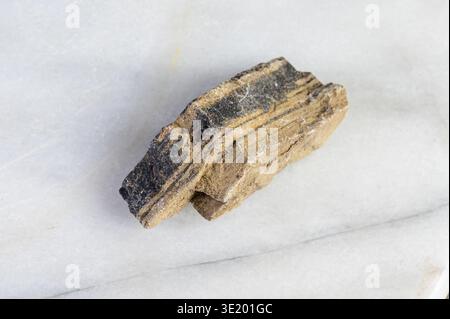 Close-up of a striped rock specimen with black and tan layers on a white marble surface Stock Photo
