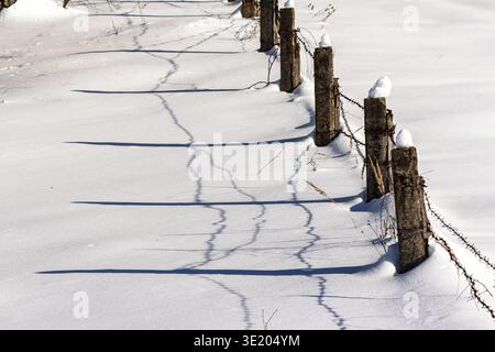Rustic barbed wire fence posts rise from a pristine snow blanket, casting sharp, wavy shadows across the bright winter field Stock Photo