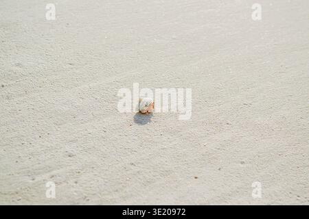 Hermit crab in shell on white coral sand beach of Maldives atoll, captured with selective focus and soft bokeh background. Showcases marine wildlife i Stock Photo