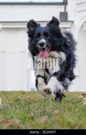 Active Border Collie dog running and playing outdoors in front of a classic white building Stock Photo