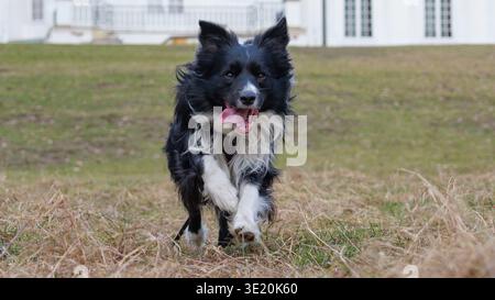 Active Border Collie dog running and playing outdoors in front of a classic white building Stock Photo