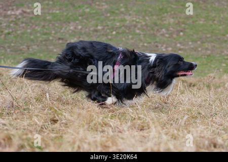 Active Border Collie dog running and playing outdoors in front of a classic white building Stock Photo