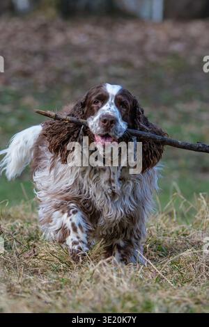 Happy English Springer Spaniel dog running and playing with a stick in a sunny park Stock Photo