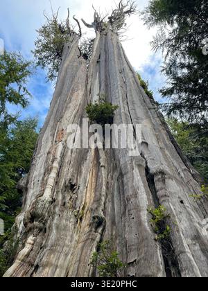 The giant Duncan Cedar, an ancient Western Red Cedar, Thuja plicata, in Olympic National Forest near Forks, Washington State, USA Stock Photo