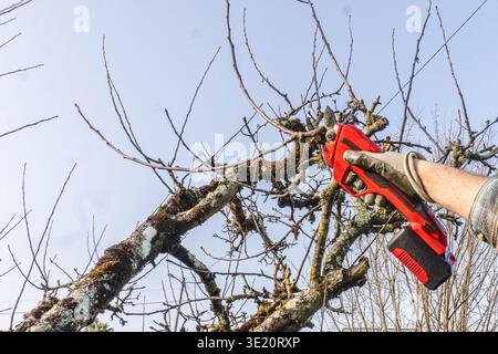 Pruning trees in garden Stock Photo