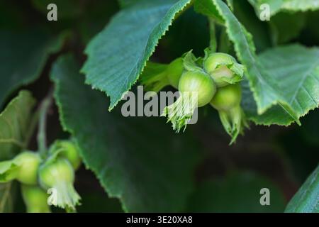 Cluster of Green Hazelnuts on Leafy Branch Stock Photo
