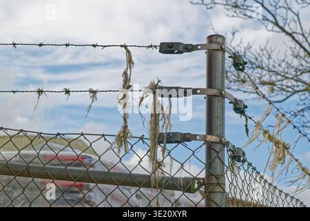A weathered barbed wire fence with torn fabric pieces hanging from it, attached to a metal post with a chain link fence below under a partly cloudy sk Stock Photo