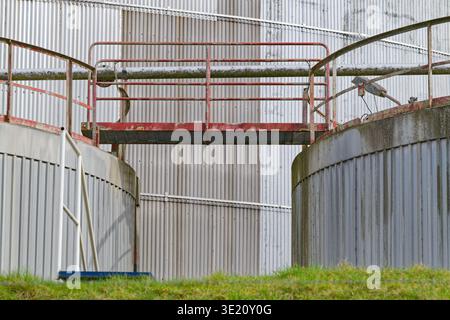 Two large industrial metal storage tanks connected by a red metal walkway with railings, set against a corrugated metal wall and green grass in the fo Stock Photo