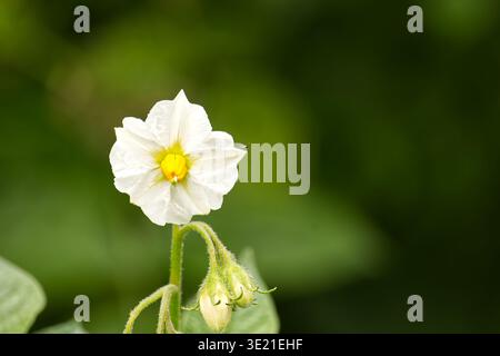 A single white potato blossom with a bright yellow center and several green buds below, set against a soft, out-of-focus green backdrop Stock Photo