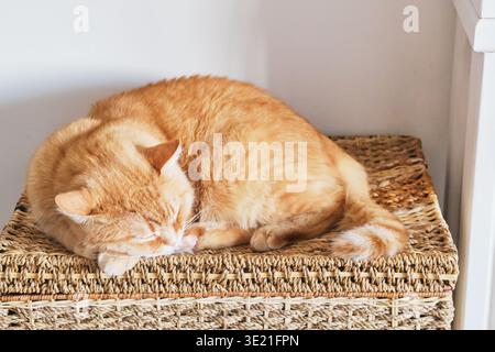 Orange tabby cat resting peacefully on textured woven storage basket in daylight Stock Photo